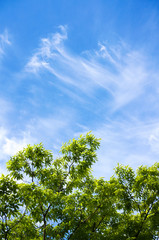 けやきの新緑と青空と巻雲