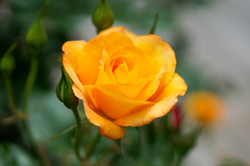 黄色い薔薇の花