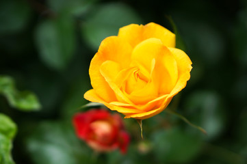 黄色い薔薇の花