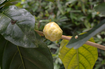 morinda citrifolia fruit in garden 