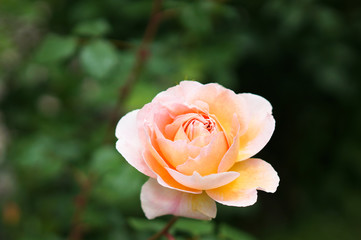 ピンクベージュの薔薇の花