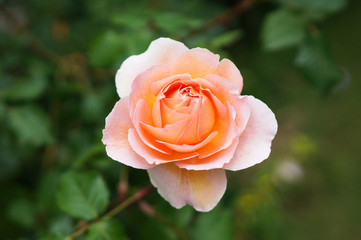 ピンクベージュの薔薇の花