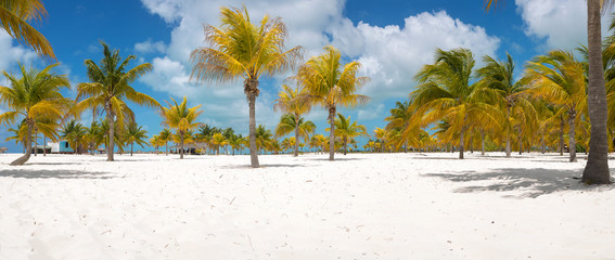 Palm trees on the white sand. Playa Sirena. Cayo Largo. Cuba.