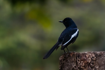 the little bird