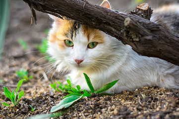 street cat © nikolaydonetsk