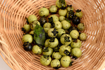 Diospyros mollis Griff., Fruits naturally dyed.