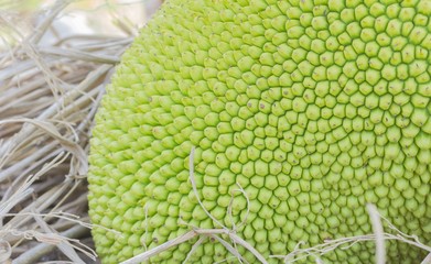  green jackfruit on straw