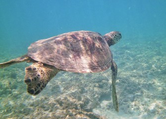 Obraz na płótnie Canvas Hawaiian Green Sea Turtle