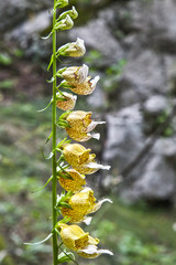 Grecian foxglove