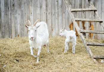 goats on a farm