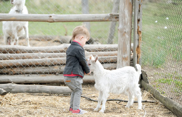 Kid and goats