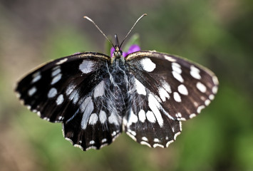 Melanargia galathea butterfly
