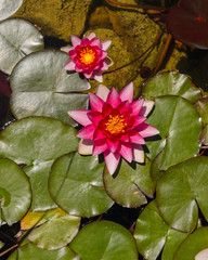 Nymphaea spp Nenufar