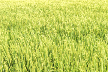 Waves of paddy fields