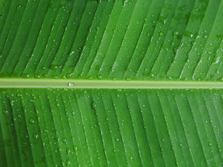 Banana leaf with dew background