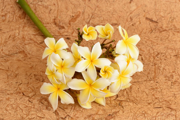 frangipani flowers.
