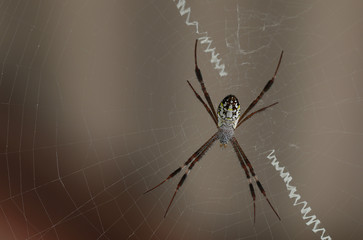 Places foraging insects corner.