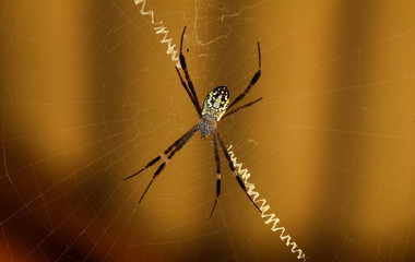 colorful spider resting on the web.