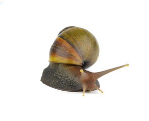  snail isolated on white background.