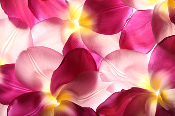 Obrazy na Szkle  kolorowe płatki kwiatów