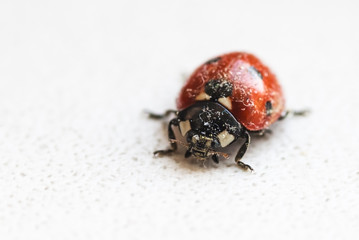 ladybug after hibernation