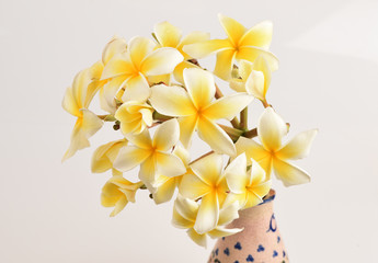frangipani flowers.