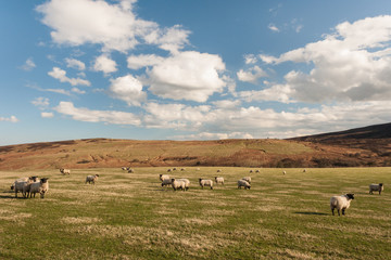flock of blackface sheep grazing