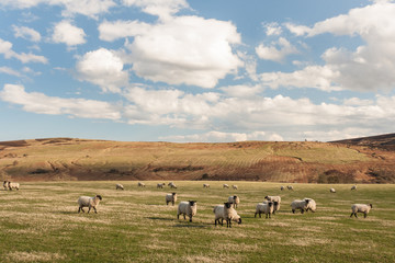 Suffolk sheep grazing on rolling hills 