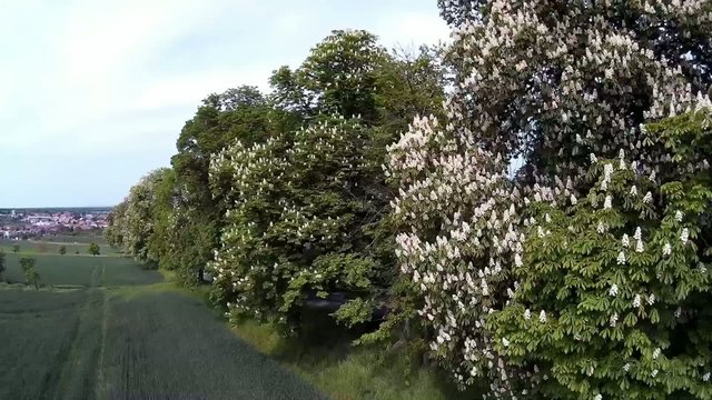 chestnut tree in blossom