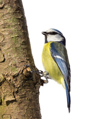 Blue tits sitting on a vertical tree trunk looking for food