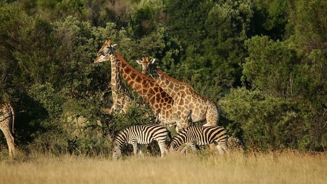 Giraffes and plains zebras  in natural habitat