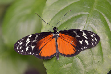 Fototapeta na wymiar Tiger Longwing butterfly on leaf