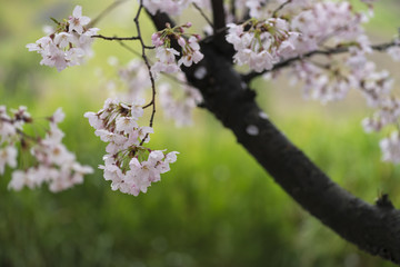 サクラ　雨の朝
