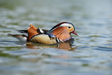 Mandarin Duck, Mandarin, Aix galericulata