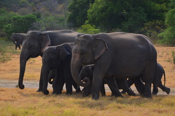 Fototapeta na wymiar Elephants in Minneriya national park in Sri Lanka