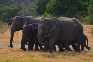 Elephants in Minneriya national park in Sri Lanka