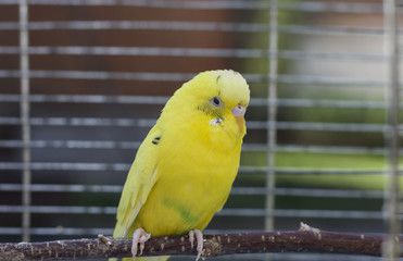 Yellow Budgie In A Cage