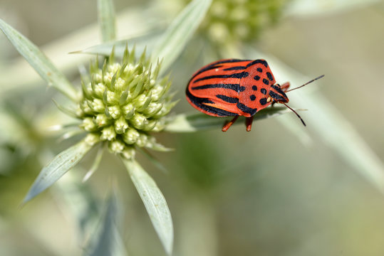 Graphosoma semipunctatum on thisle