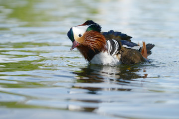 Mandarin Duck, Mandarin, Aix galericulata