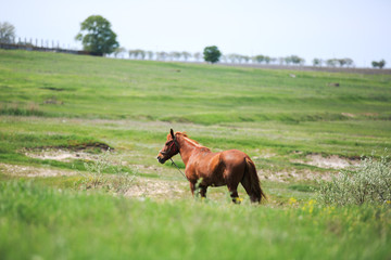 horse racing