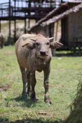Buffalo on the grass