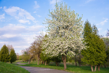 Flowering apple