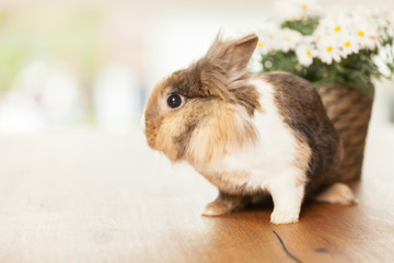 Dwarf rabbit on wooden table next to a pot with marguerites