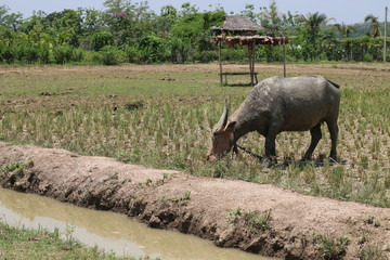 Naklejka premium Buffalo on the grass