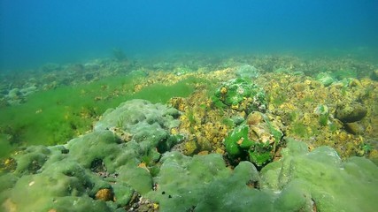 Demosponge (Lubomirskia baicalensis),  Siberia, Lake Baikal