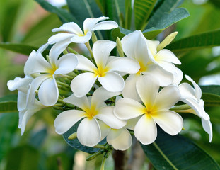  plumeria or frangipani blossom on the plumeria tree.