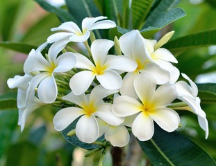 Fototapeta premium plumeria or frangipani blossom on the plumeria tree.