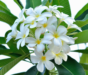 Obraz premium plumeria or frangipani blossom on the plumeria tree.