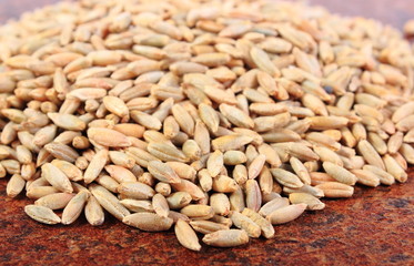 Heap of organic rye grain