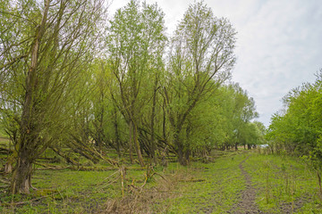 Obraz premium Decidious trees and dead trees in nature in spring